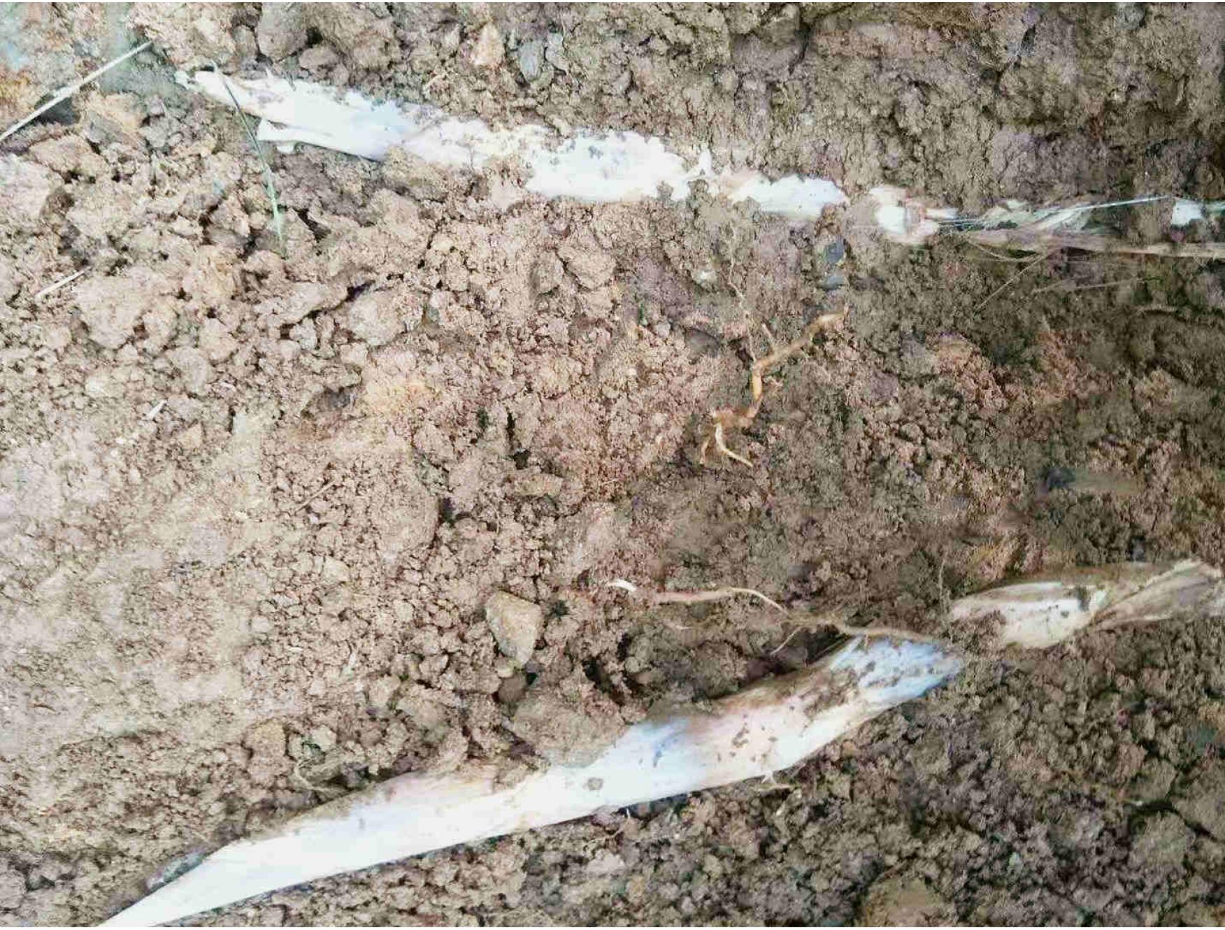 新鲜笋时令鞭笋