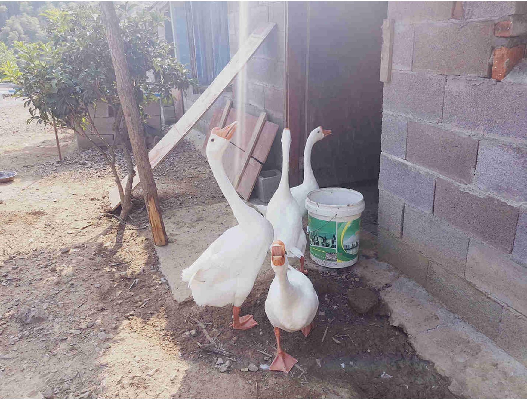 农家新鲜一只鹅肉