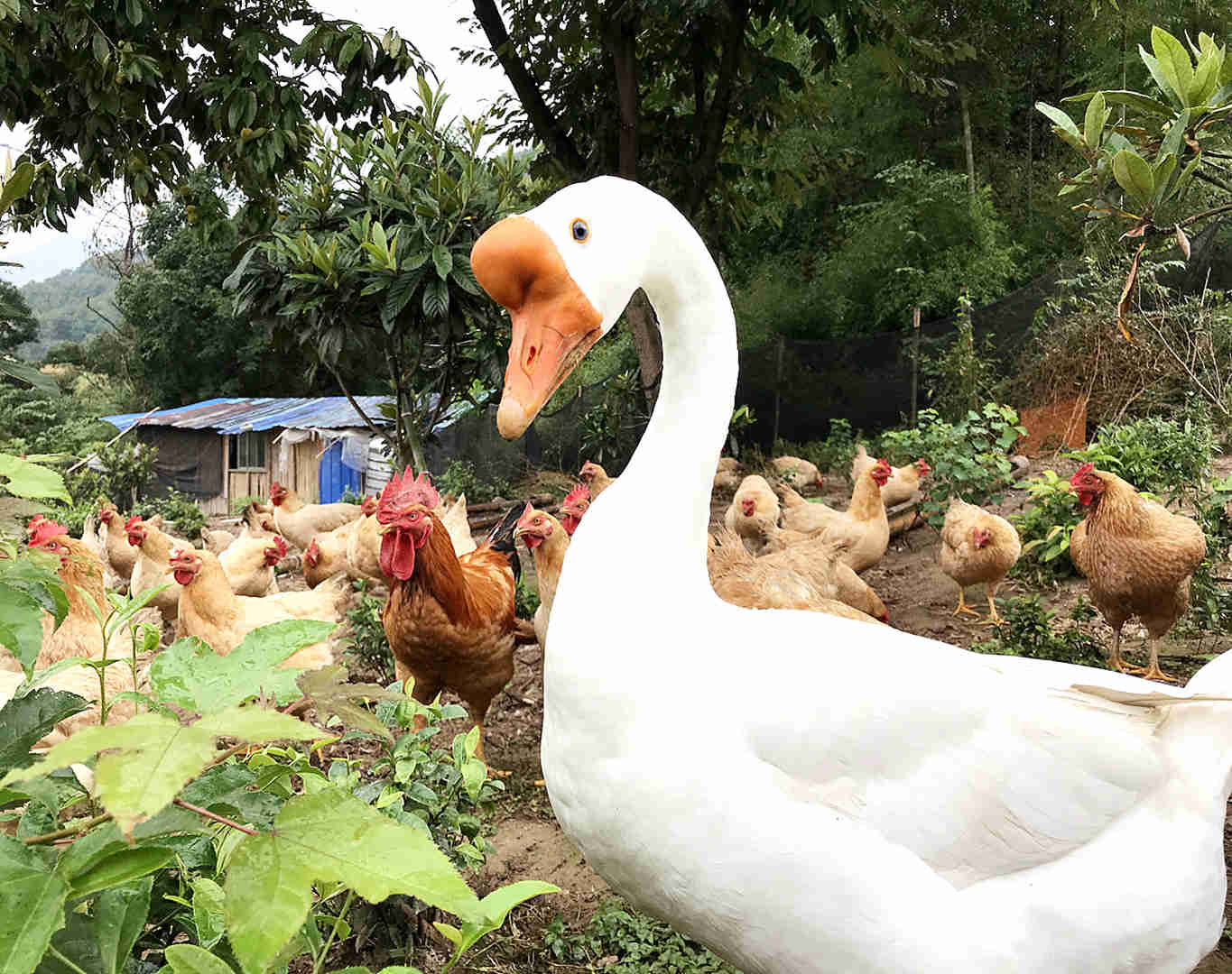 农家新鲜一只鹅...