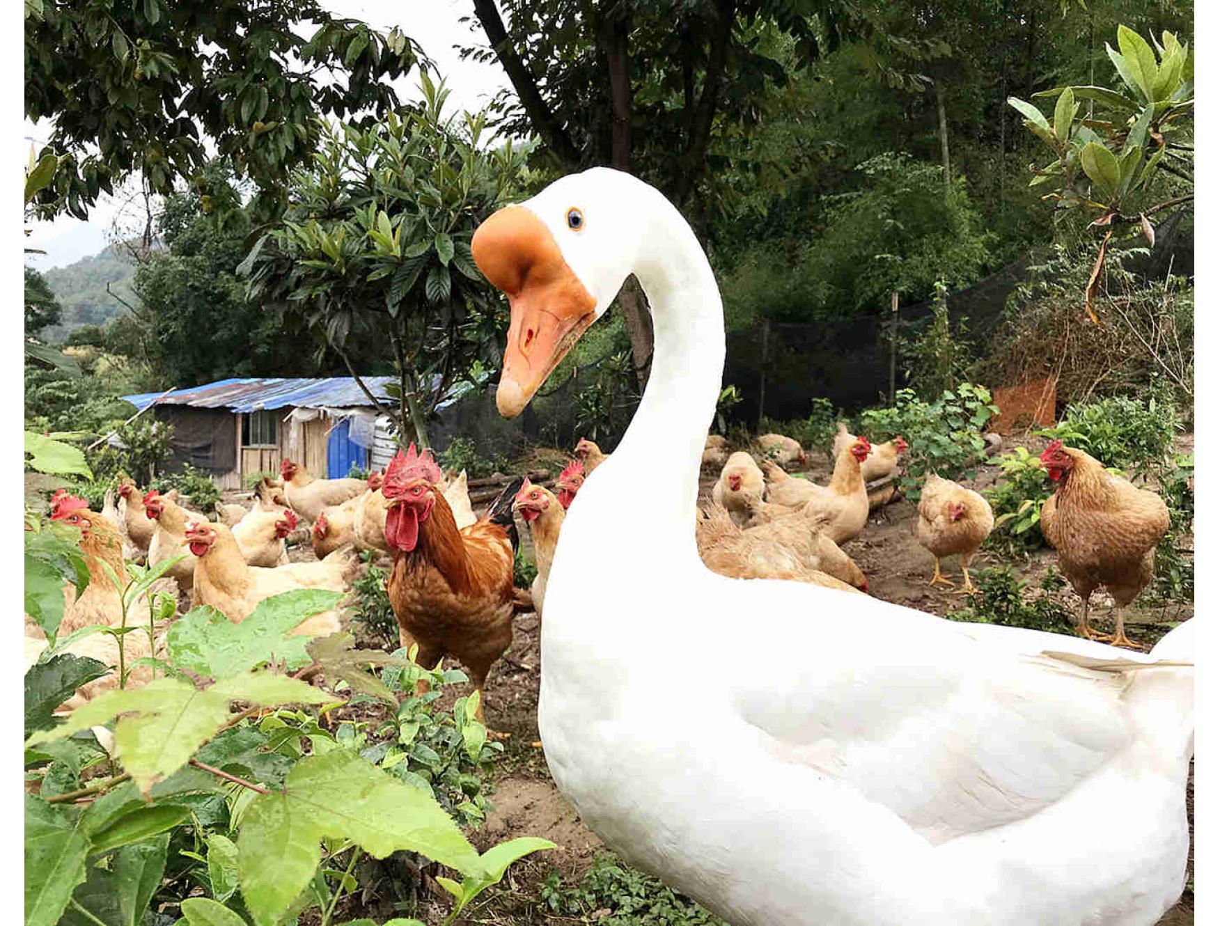 农家新鲜一只鹅肉