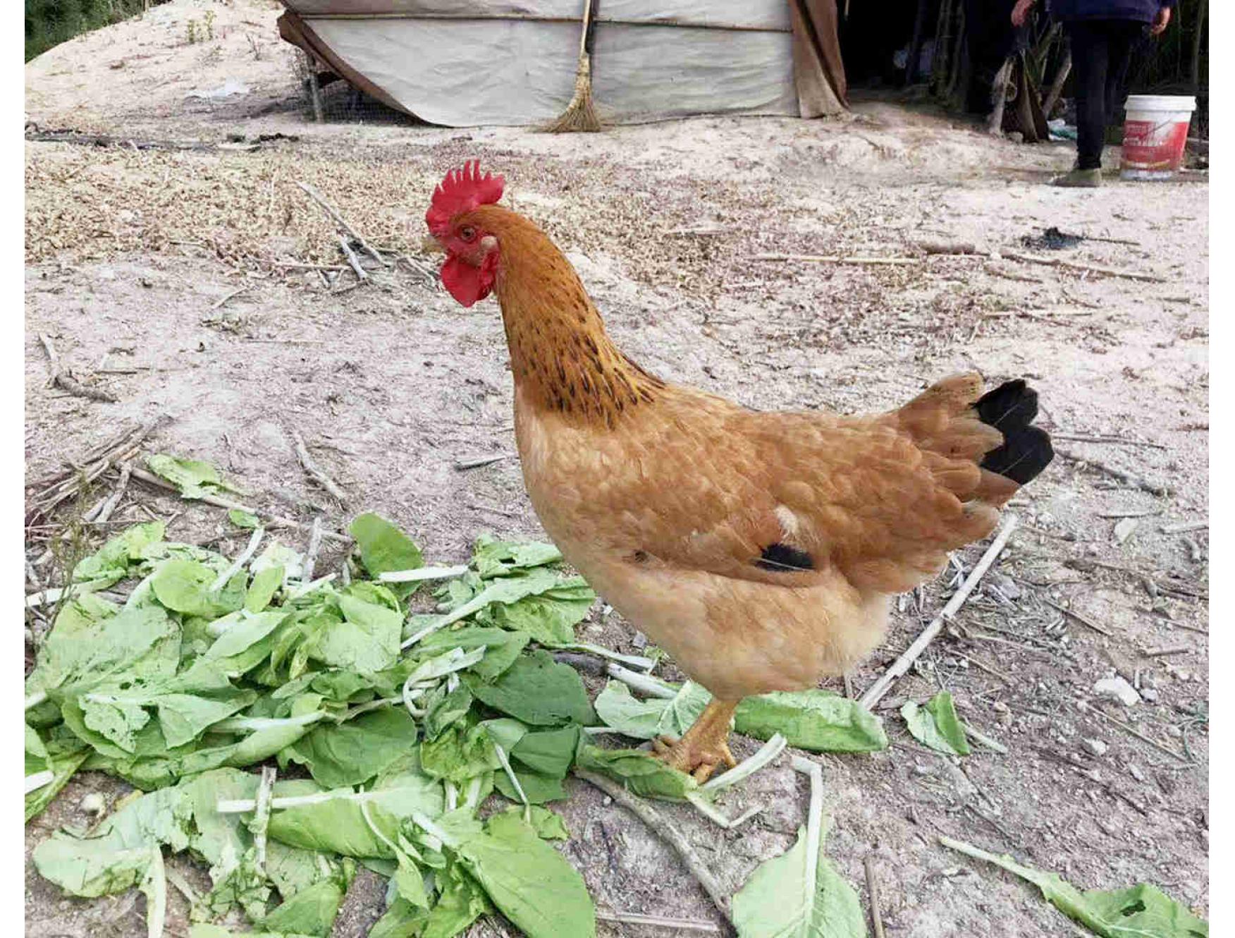 农民散养老母鸡