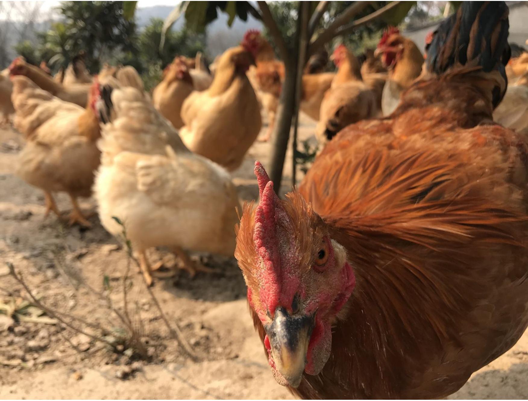 稽东一桌土菜礼盒标准版