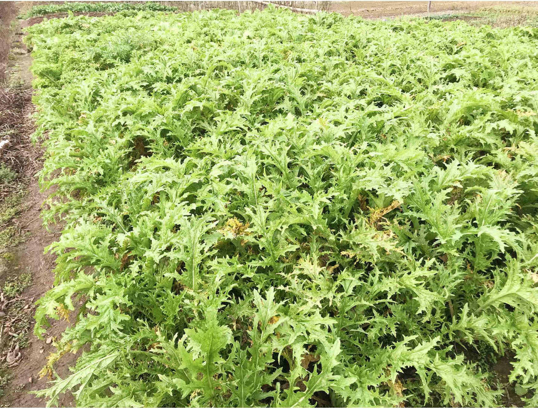 农户纯手工手捏菜一瓶