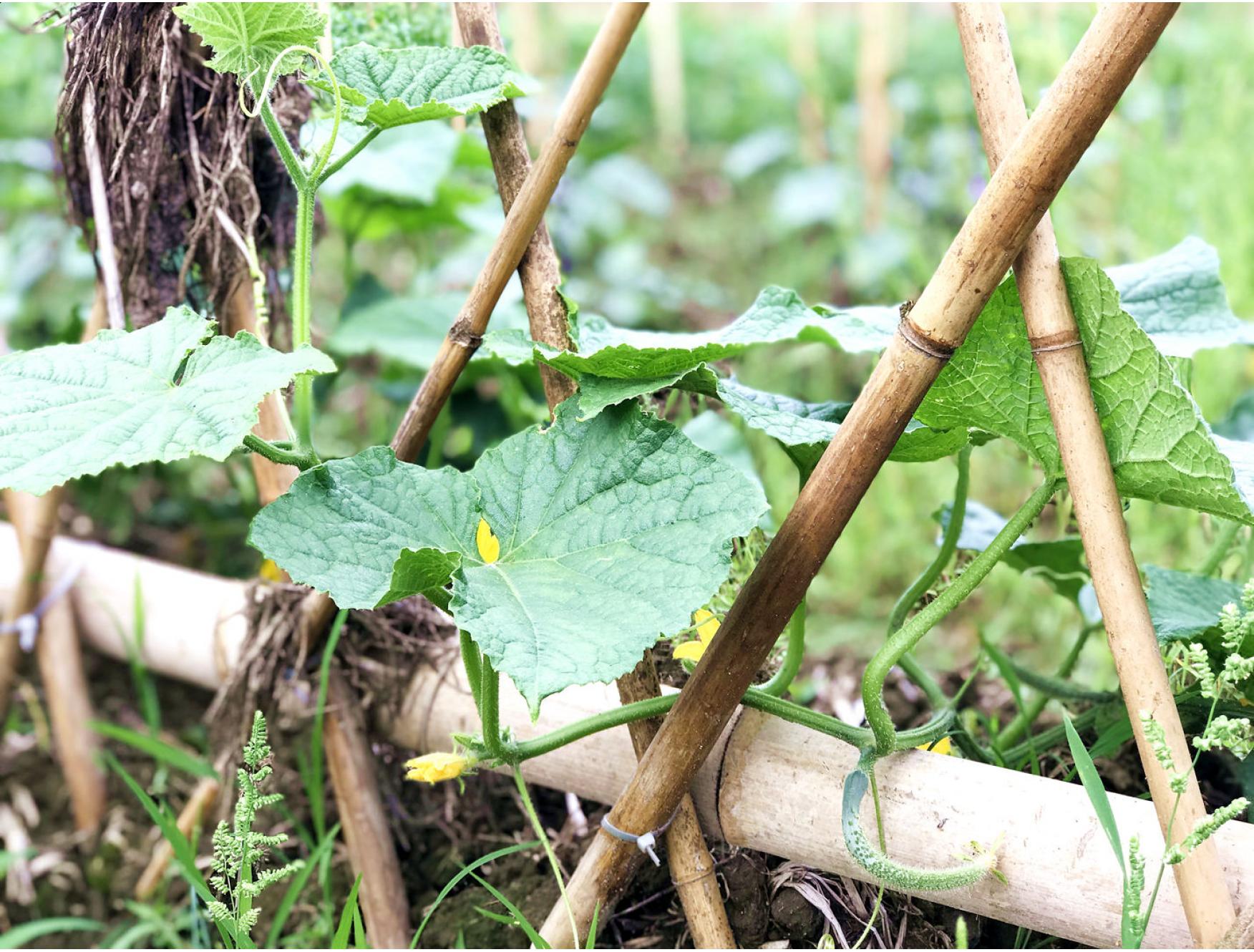 农家自种蔬菜青瓜