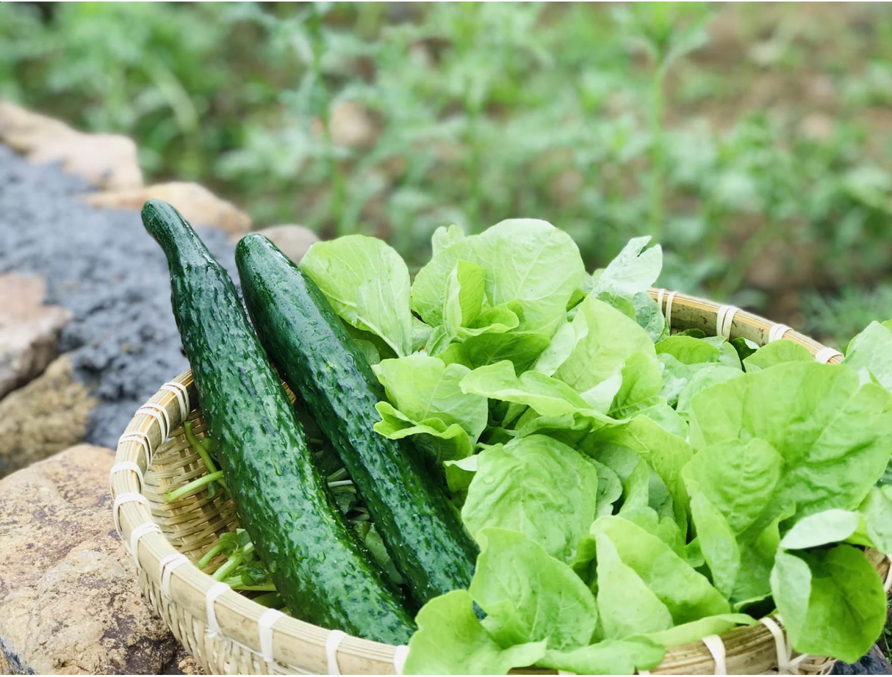 农家自种蔬菜青瓜