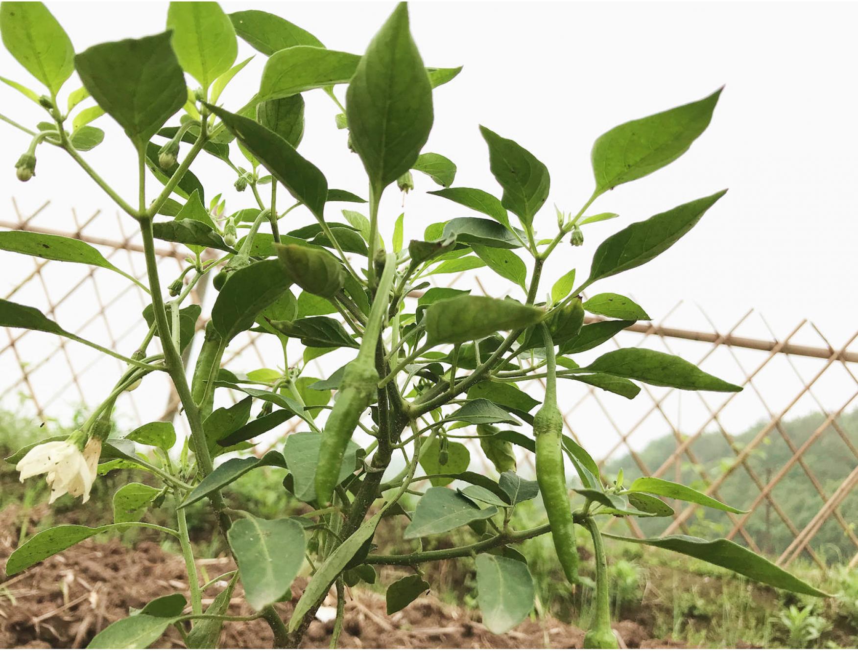 自种新鲜蔬菜小辣椒