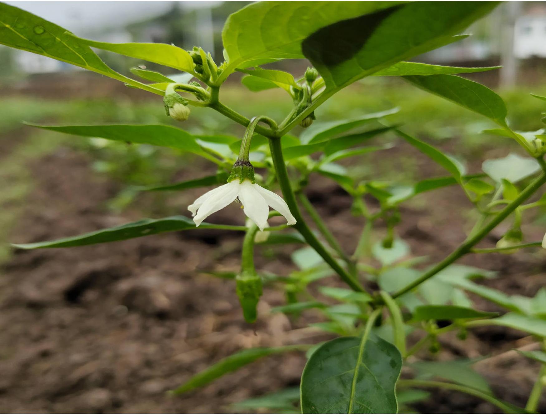 自种新鲜蔬菜小辣椒