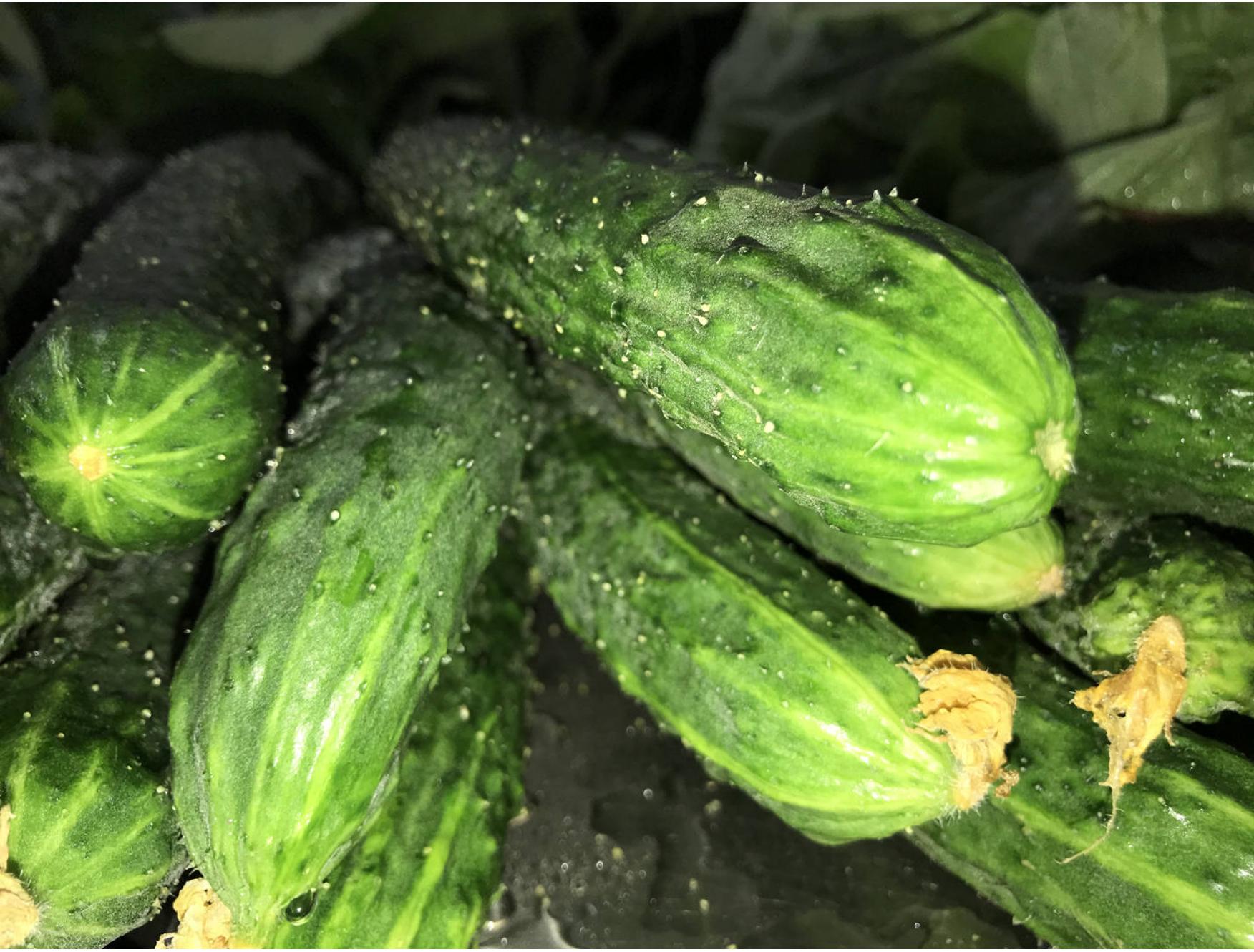 农家自种蔬菜青瓜