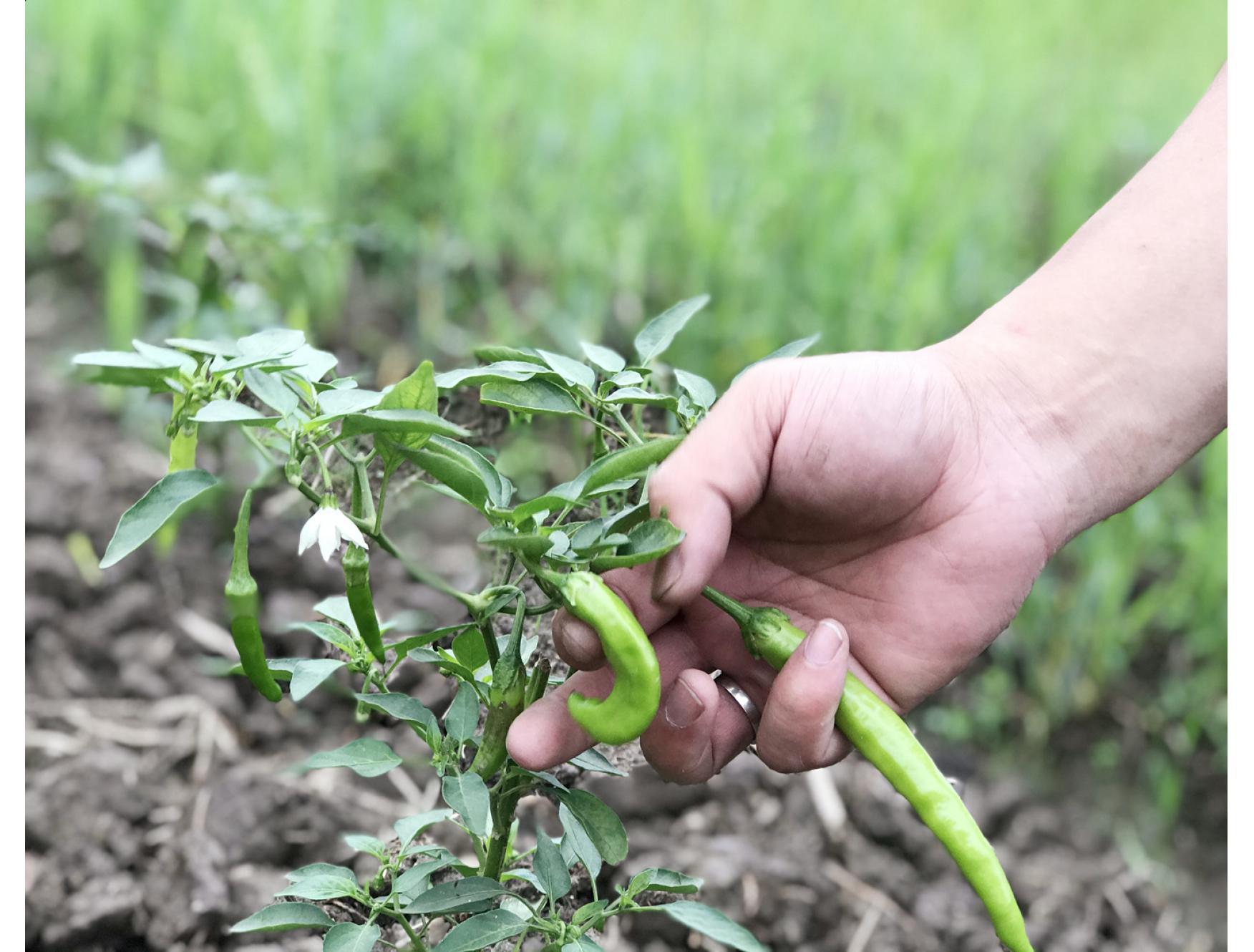 自种新鲜蔬菜小辣椒