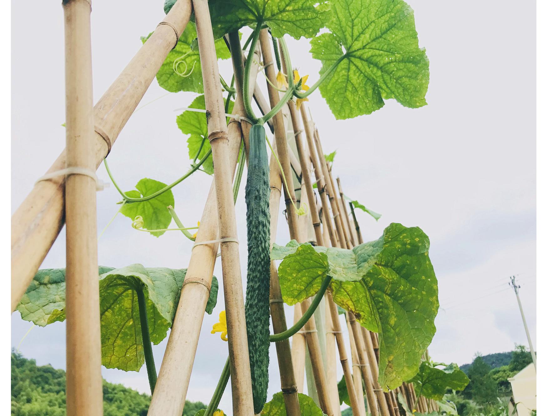 农家自种蔬菜青瓜