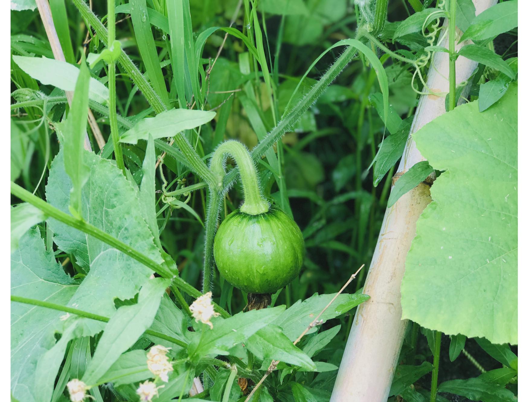 自种嫩南瓜一个