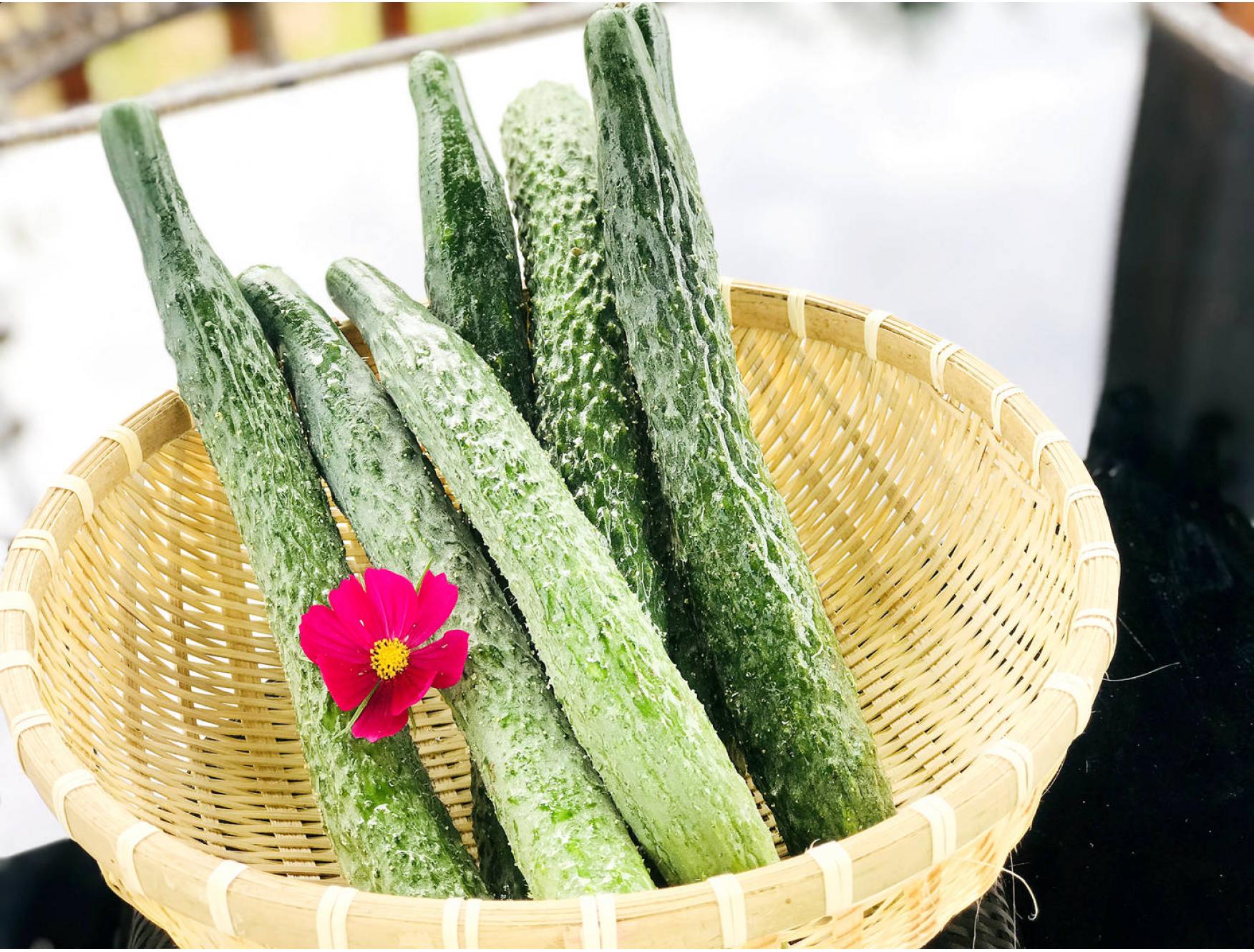 农家自种蔬菜青瓜