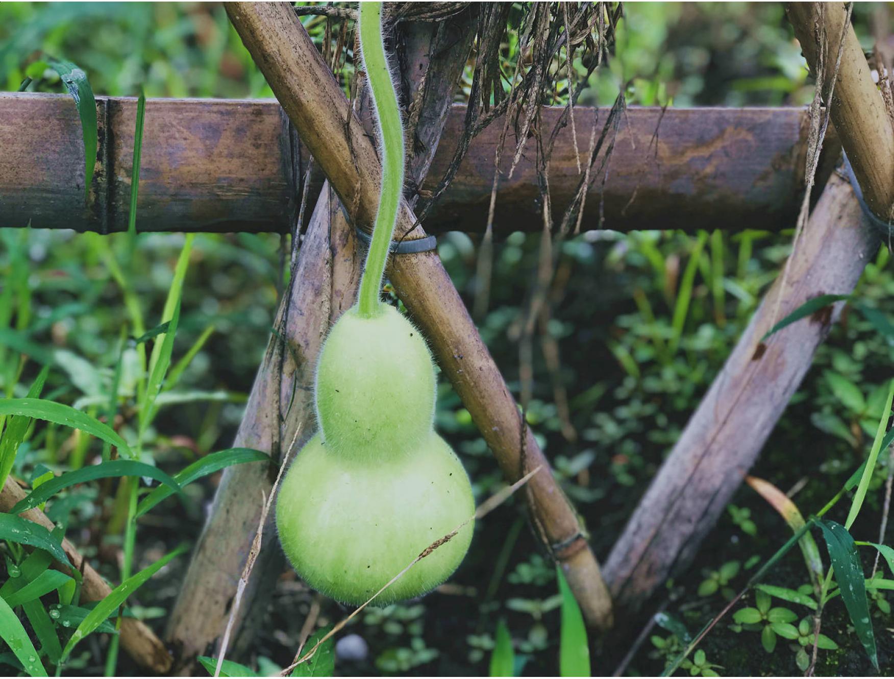 自种葫芦娃一个