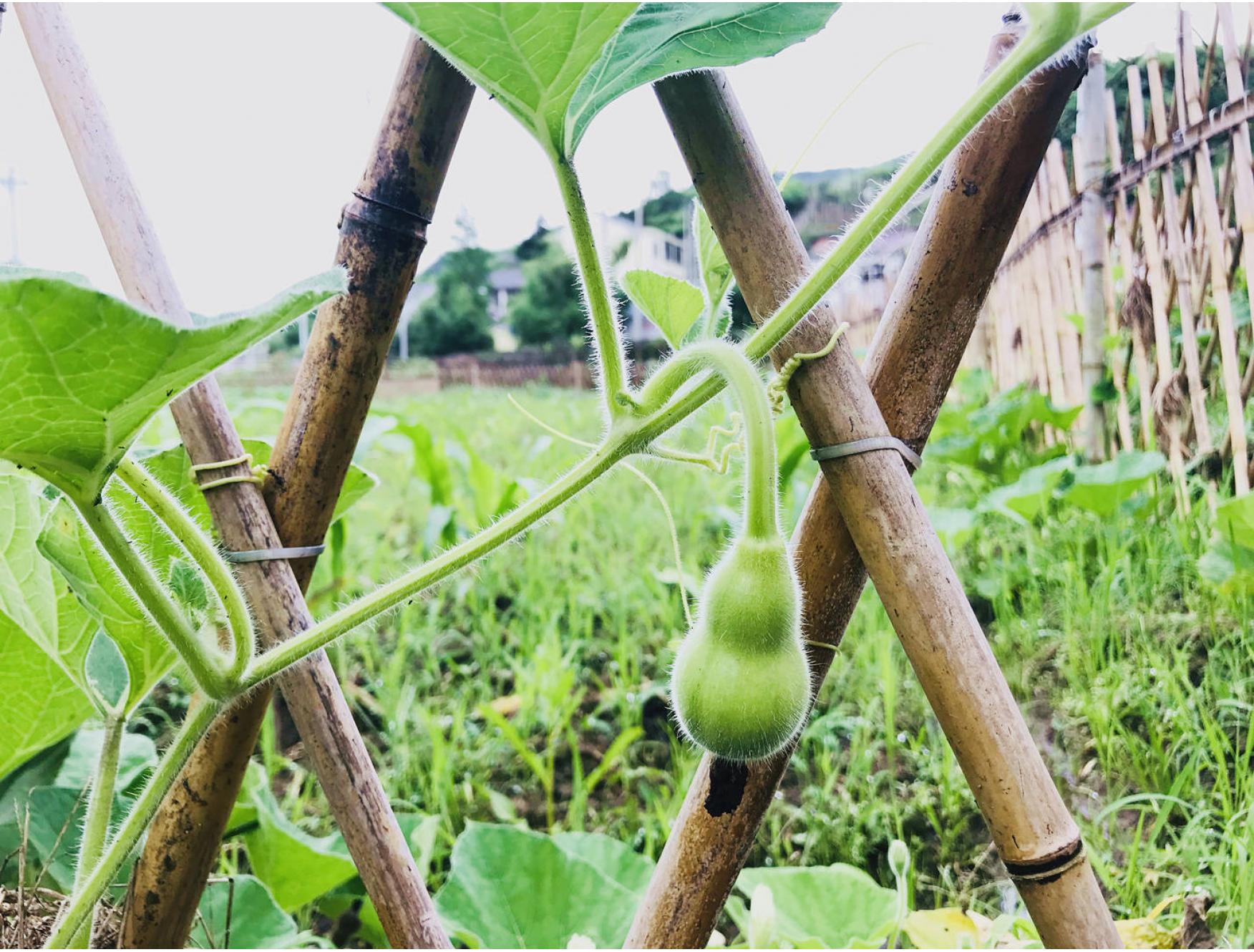 自种葫芦娃一个