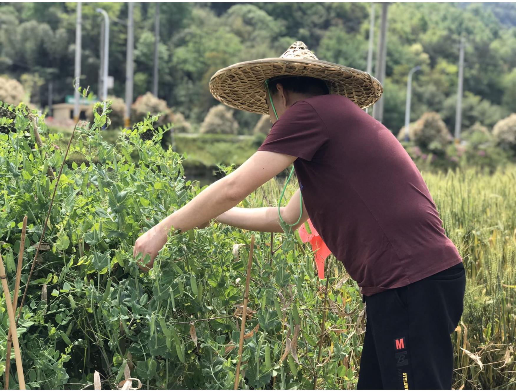 自留地：全托模式