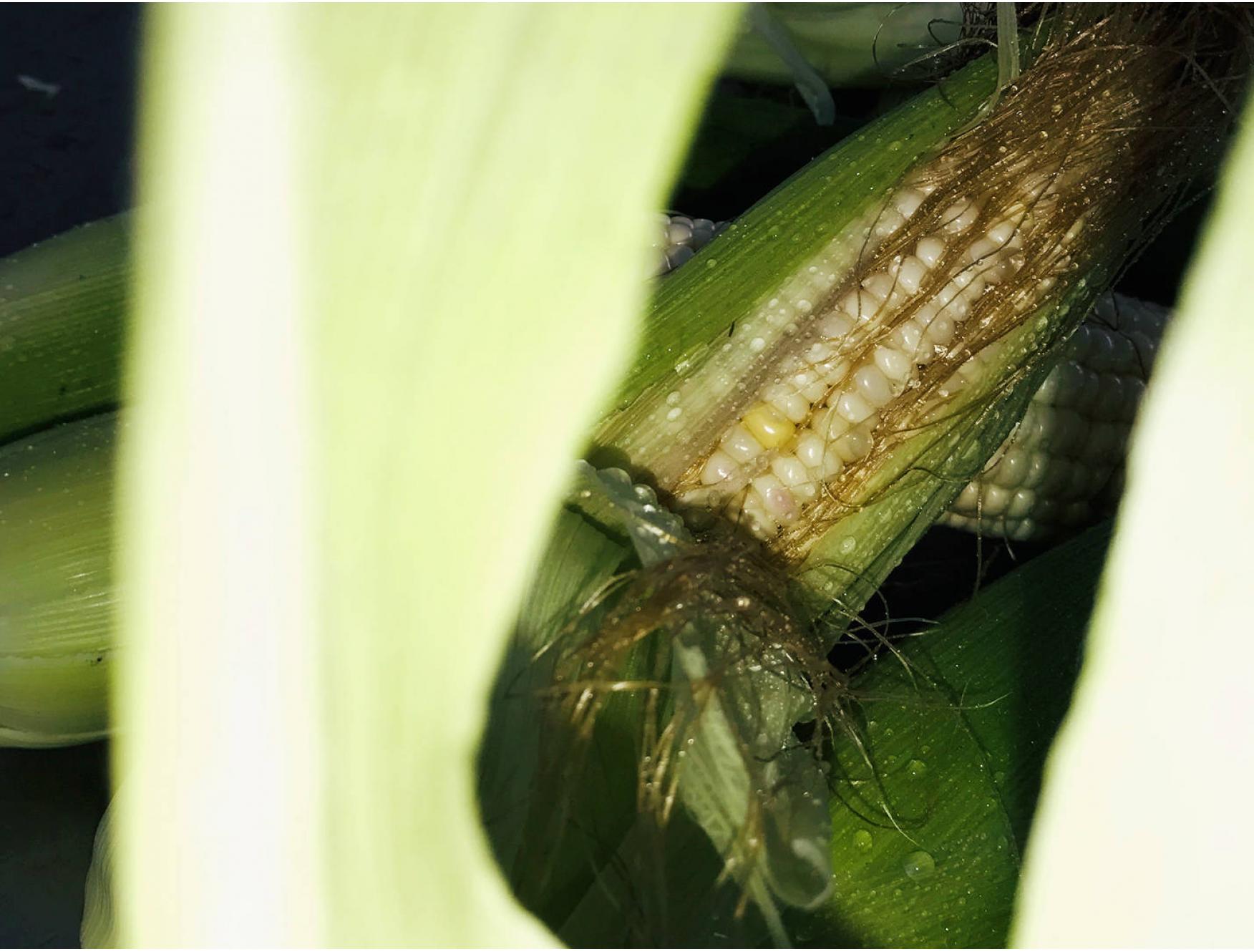 自种甜糯玉米一个