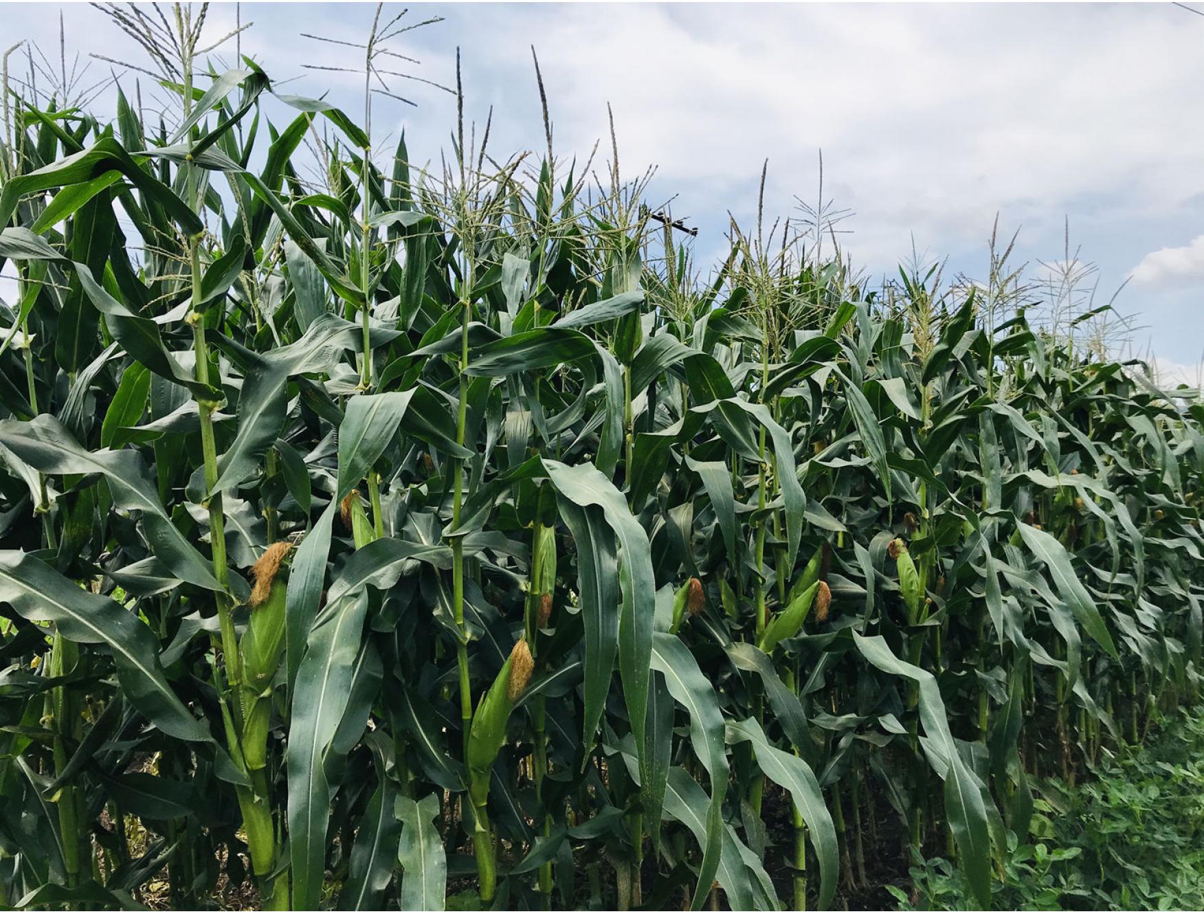 自种甜糯玉米一个