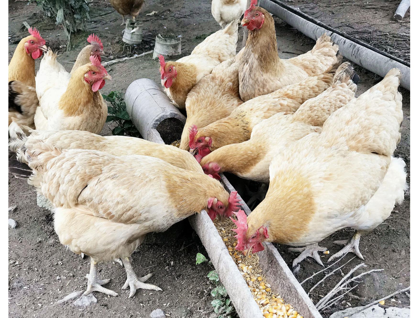 农民散养老母鸡